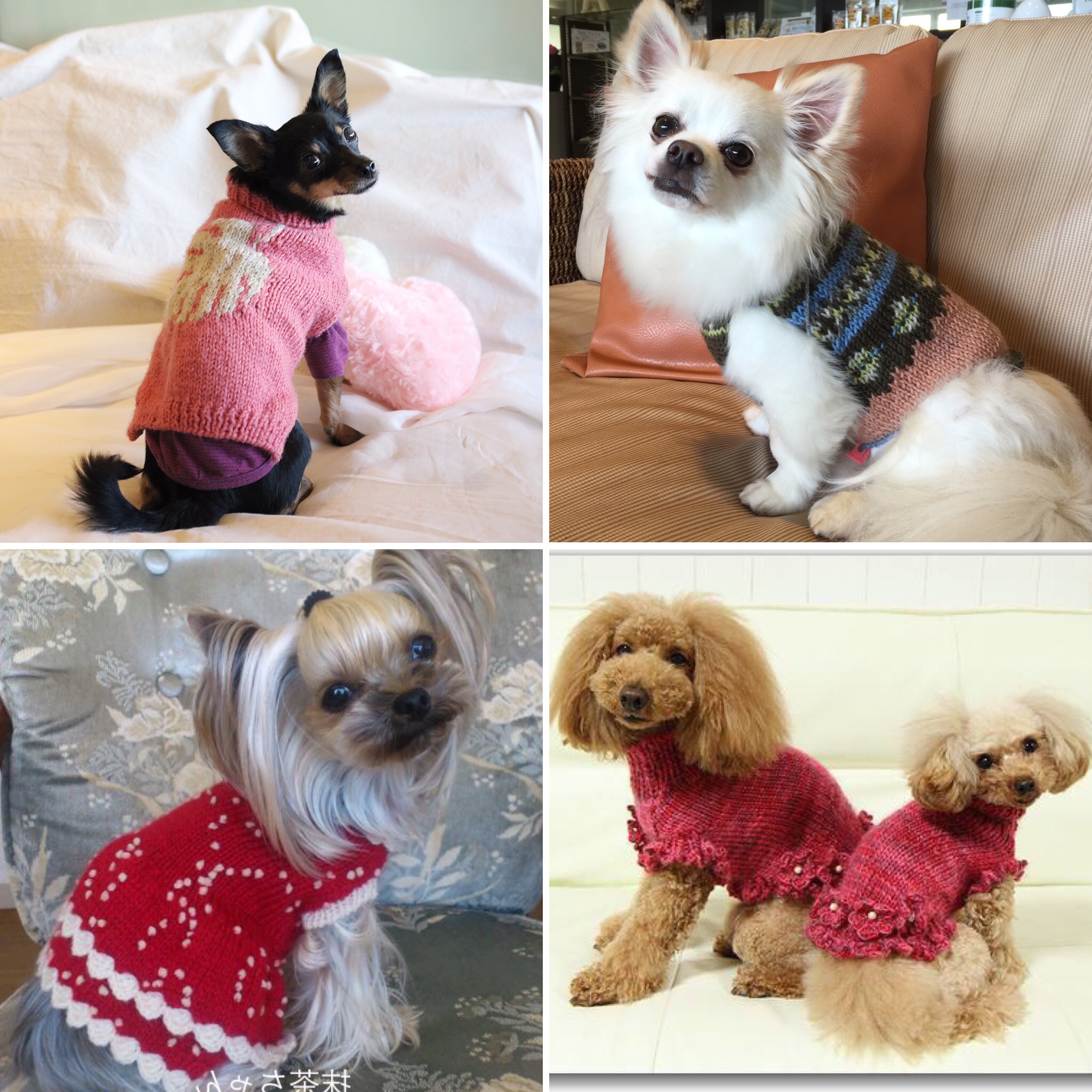 犬、ニット、編み物教室